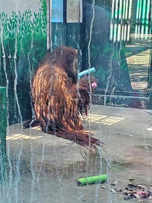Orangutan, Chapultepec Zoo/Zoológico de Chapultepec, Bosque de Chapultepec, Mexico City/Ciudad de México, Mexico, August 12, 2021