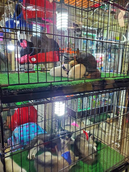 Puppies, Mercado Sonora, Mexico City/Ciudad de México, Mexico, August 21, 2021