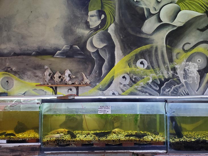 Axolotls, Salón de Exhibición del Axolotl, Xochimilco, Mexico City/Ciudad de México, Mexico, August 23, 2021