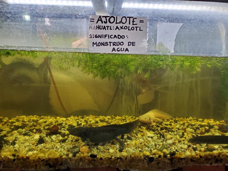 Axolotls, Salón de Exhibición del Axolotl, Xochimilco, Mexico City/Ciudad de México, Mexico, August 23, 2021