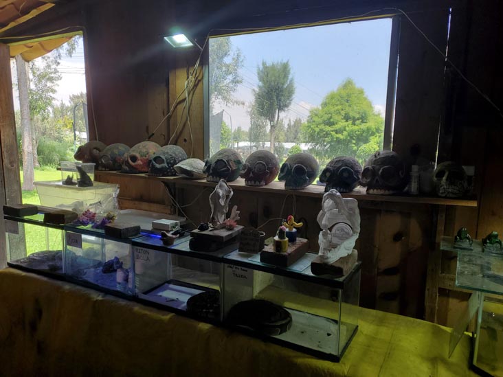 Salón de Exhibición del Axolotl, Xochimilco, Mexico City/Ciudad de México, Mexico, August 23, 2021