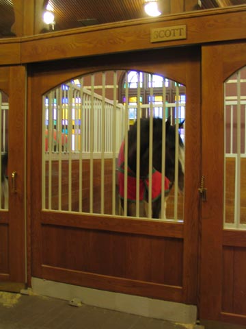 Clydesdale Horse, Anheuser-Busch St. Louis Brewhouse Tour, St. Louis, Missouri