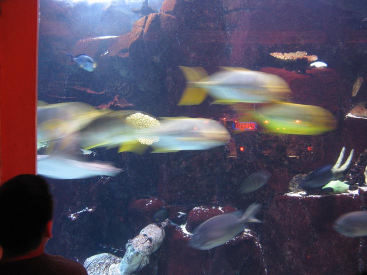 Aquarium, Forum Shops, Caesars Palace, 3570 Las Vegas Boulevard South, Las Vegas, Nevada