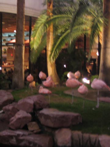 Chilean Flamingos, Flamingo Las Vegas, 3555 South Las Vegas Boulevard, Las Vegas, Nevada