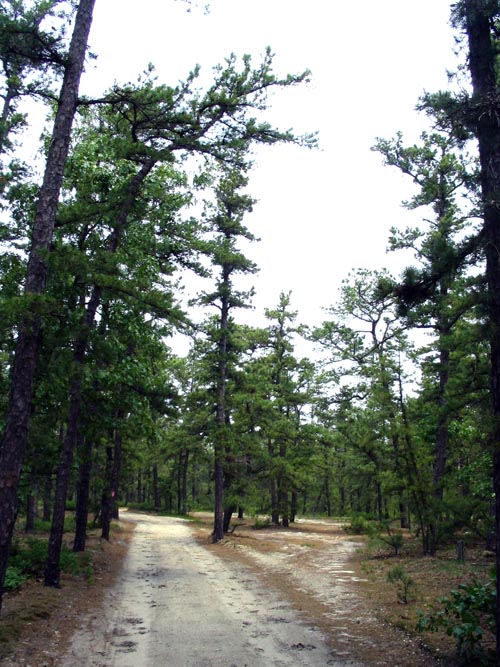 Batona Trail, Wharton State Forest, Pine Barrens, New Jersey