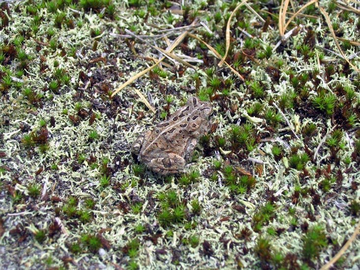 Southern Leopard Frog, Batona Trail, Wharton State Forest, Pine Barrens, New Jersey