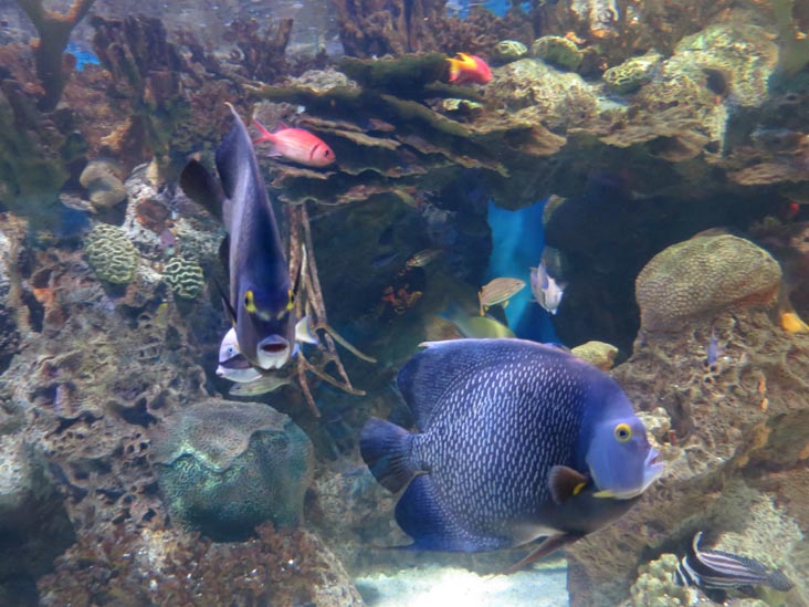 Adventure Aquarium, Camden, New Jersey, July 3, 2014
