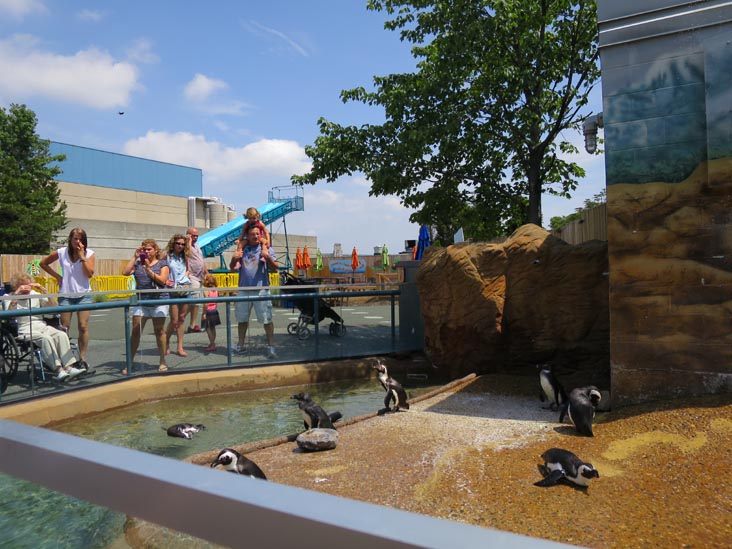Penguin Island, Adventure Aquarium, Camden, New Jersey, July 3, 2014