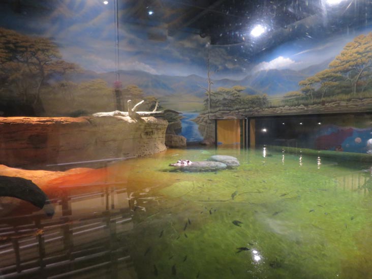 Hippo Haven, Adventure Aquarium, Camden, New Jersey, July 3, 2014