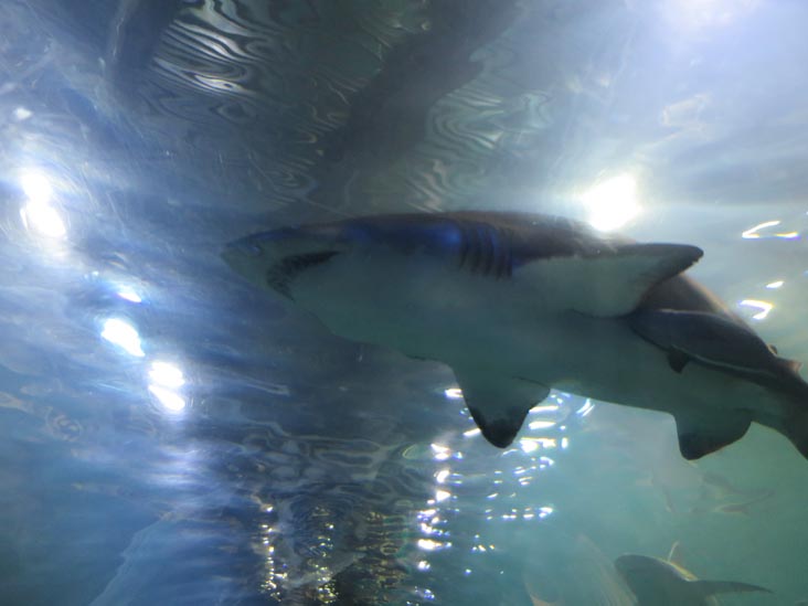 Shark Tunnel, Adventure Aquarium, Camden, New Jersey, July 3, 2014