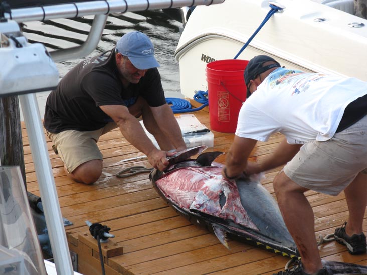 Filleting Tuna, Pine Road, Ocean City, New Jersey, July 25, 2009