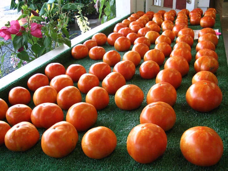 Tomatoes, Levari's Farm Market, 1165 Harding Highway, Buena, New Jersey
