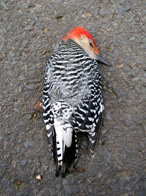 Red-Bellied Woodpecker, Weequahic Park, Weequahic, Newark, New Jersey