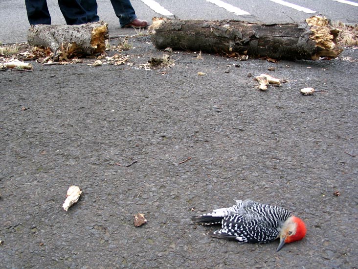 Red-Bellied Woodpecker, Weequahic Park, Weequahic, Newark, New Jersey