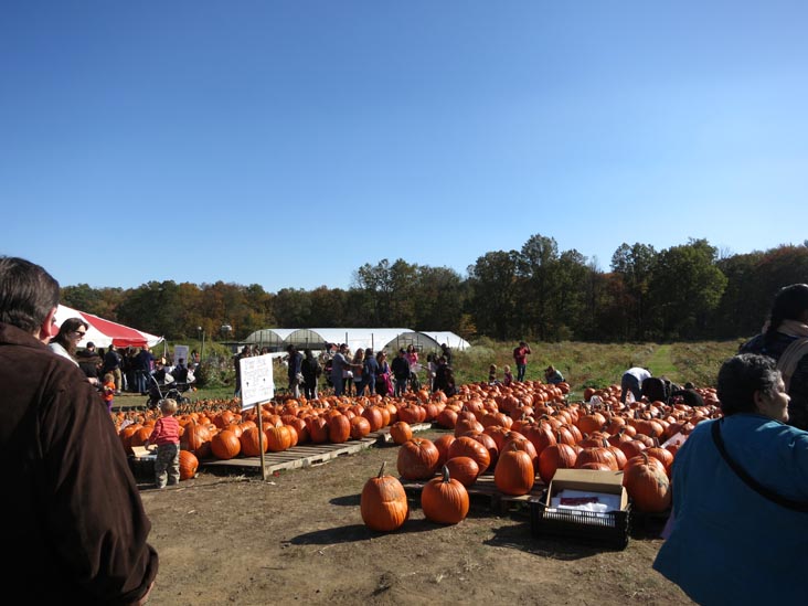Pumpkins, Terhune Orchards, 330 Cold Soil Road, Princeton Junction, New Jersey, October 20, 2013