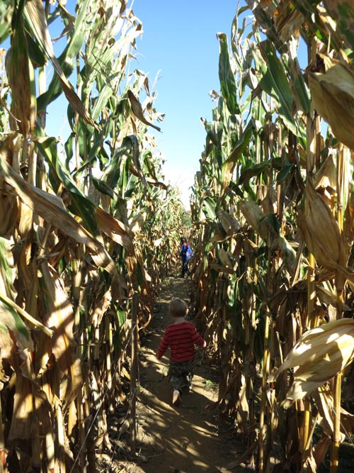Corn Maze, Terhune Orchards, 330 Cold Soil Road, Princeton Junction, New Jersey, October 20, 2013
