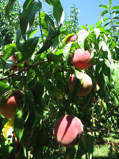 Peaches, Battleview Orchards Pick Your Own Area 4, Wemrock Road, Freehold, New Jersey, August 24, 2013