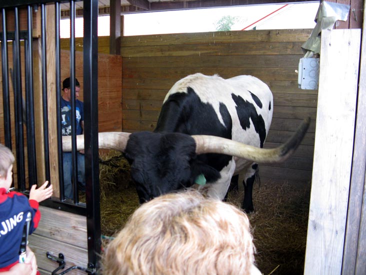Cattle Barns, Bloomsburg Fair, Bloomsburg, Pennsylvania, September 26, 2009