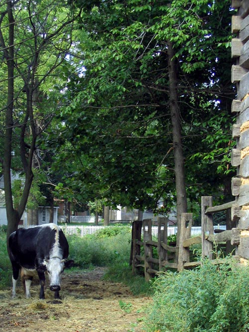 Cow, Landis Valley Museum, 2451 Kissel Hill Road, Lancaster, Pennsylvania