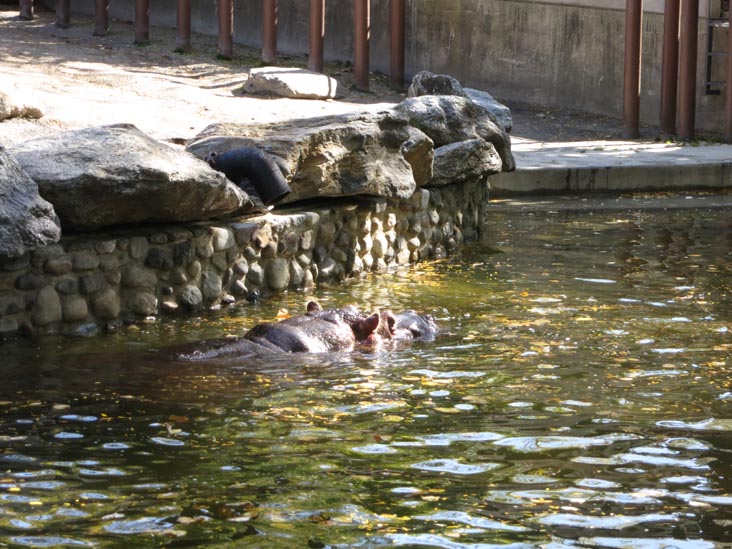 Hippopotamus, African Plains, Philadelphia Zoo, 34th Street and Girard Avenue, Philadelphia, Pennsylvania, October 18, 2013