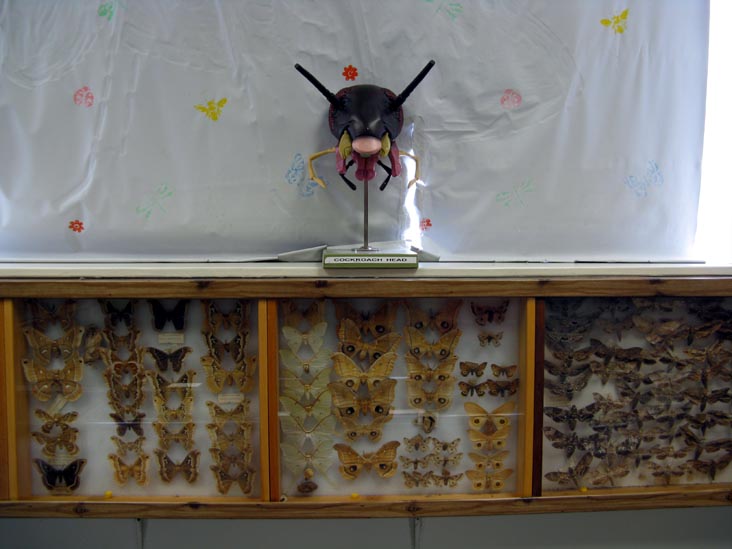 Cockroach Head Display, Insectarium, 8046 Frankford Avenue, Northeast Philadelphia, Philadelphia, Pennsylvania