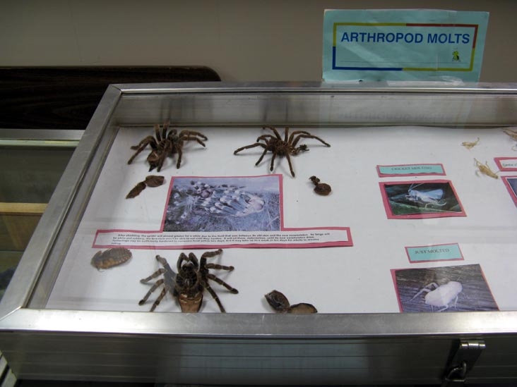 Arthropod Molts, Insectarium, 8046 Frankford Avenue, Northeast Philadelphia, Philadelphia, Pennsylvania