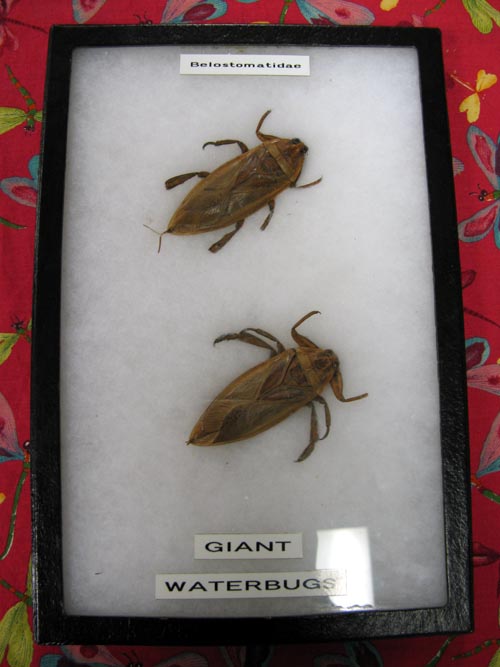 Giant Waterbugs, Insectarium, 8046 Frankford Avenue, Northeast Philadelphia, Philadelphia, Pennsylvania