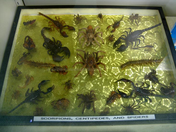 Scorpions, Centipedes and Spiders, Insectarium, 8046 Frankford Avenue, Northeast Philadelphia, Philadelphia, Pennsylvania