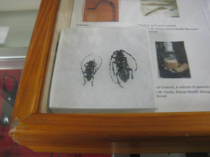 Asian Longhorned Beetle, Insectarium, 8046 Frankford Avenue, Northeast Philadelphia, Philadelphia, Pennsylvania