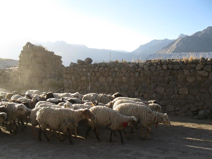 Flock of Sheep, Street Leading Toward Mirador Achachiua, Cabanaconde, Colca Canyon/Cañon de Colca, Arequipa Region, Peru