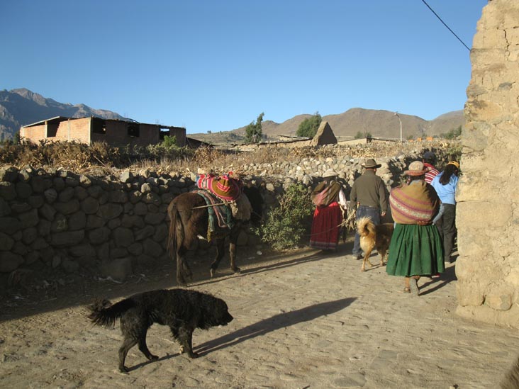 Flock of Sheep, Street Leading Toward Mirador Achachiua, Cabanaconde, Colca Canyon/Cañon de Colca, Arequipa Region, Peru
