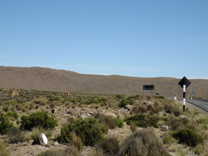 Vicuñas, Reserva Nacional Salinas y Aguada Blanca, Arequipa Region, Peru