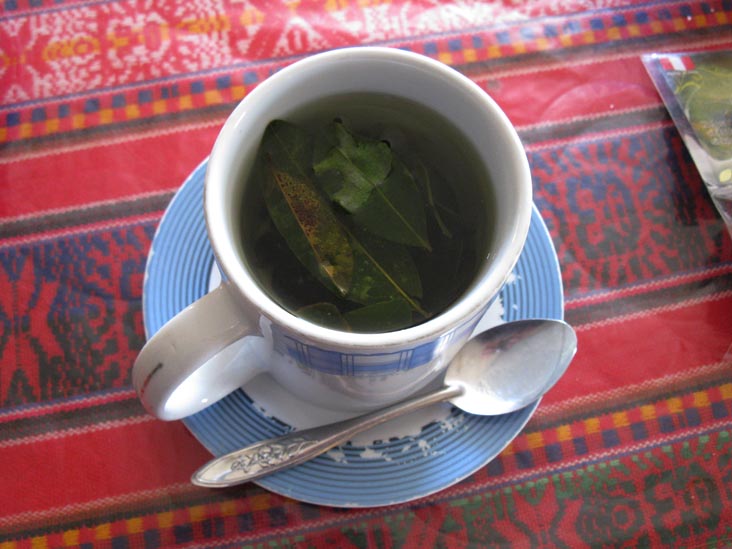 Coca Tea, Patahuasi, Reserva Nacional Salinas y Aguada Blanca, Arequipa Region, Peru