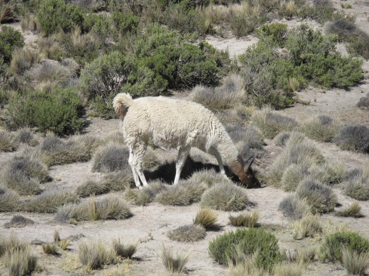 Llama, Reserva Nacional Salinas y Aguada Blanca, Arequipa Region, Peru