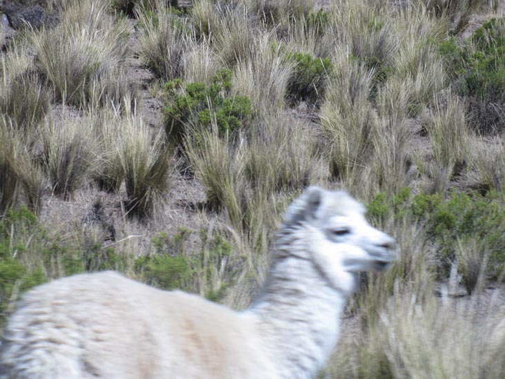 Alpaca, Reserva Nacional Salinas y Aguada Blanca, Arequipa Region, Peru