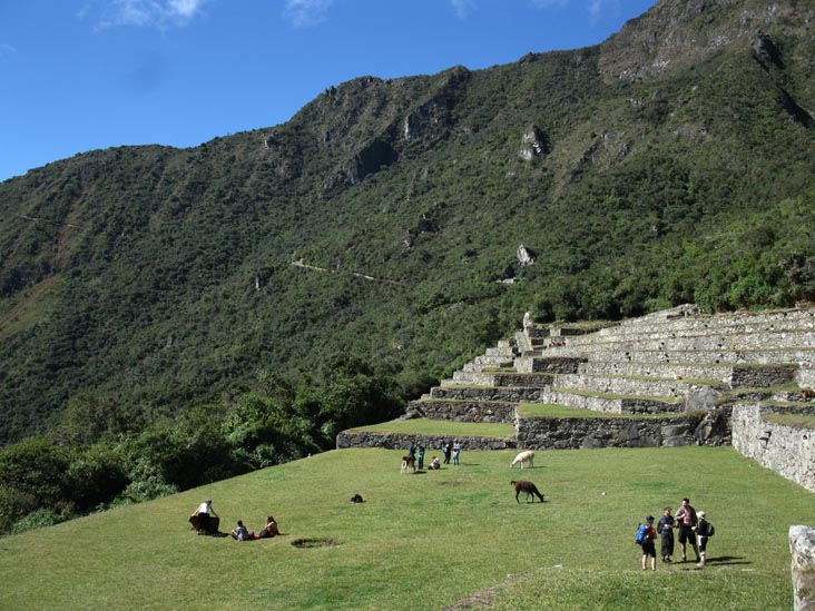 Llamas, Terrace of the Ceremonial Rock, Machu Picchu, Peru
