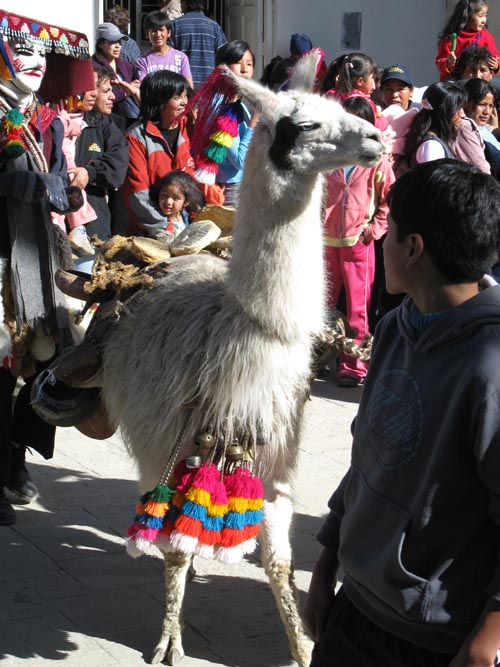 Llama and Qhapaq Qollas, Fiesta Virgen del Carmen, Plaza de Armas, Paucartambo, Peru, July 15, 2010
