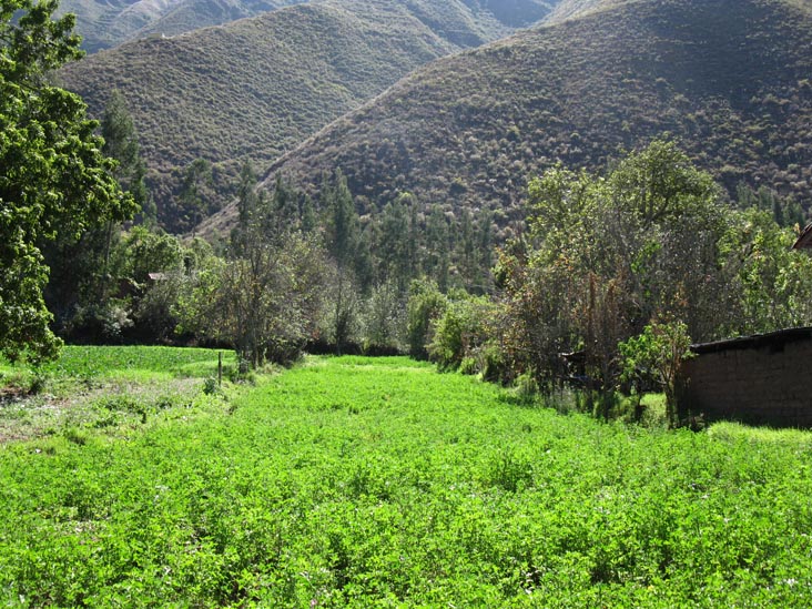 Potatoes, Chichubamba Community Tourism Project/Agroturismo Chichubamba, Urubamba, Cusco Region, Peru