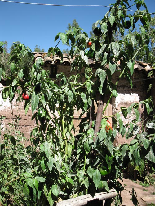 Rocoto Pepper Plant, Chichubamba Community Tourism Project/Agroturismo Chichubamba, Urubamba, Cusco Region, Peru