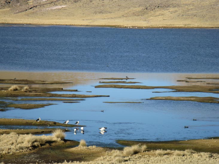 Birds on Lake Near Laguna Lagunillas, Puno Region, Peru