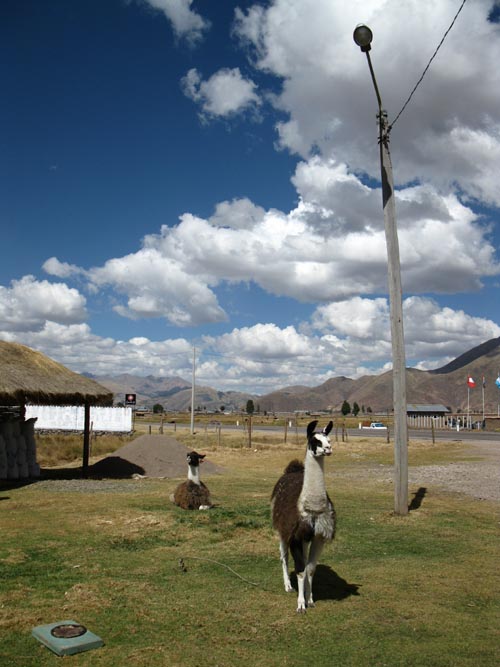 Llamas, Feliphon Restaurant Turístico, Sicuani, Cusco Region, Peru