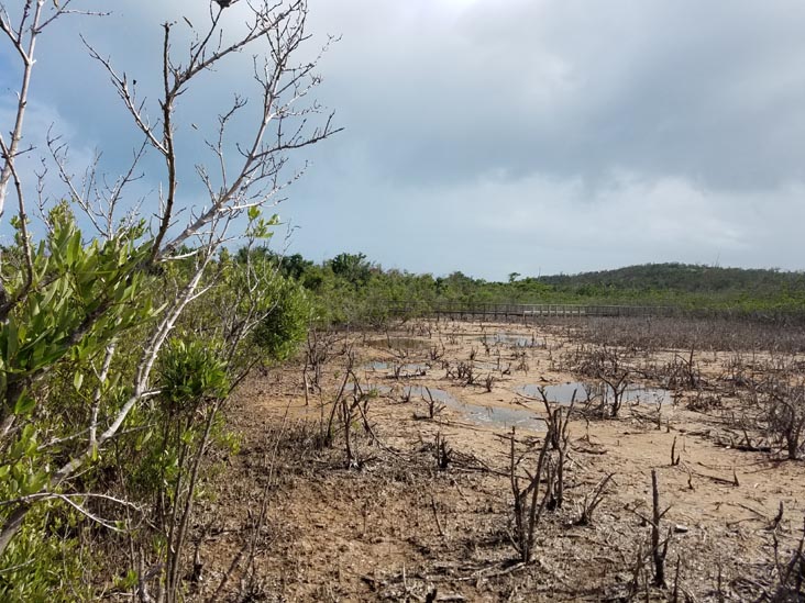 Mangrove Boardwalk, Cabezas de San Juan Nature Reserve, Fajardo, Puerto Rico, February 21, 2018