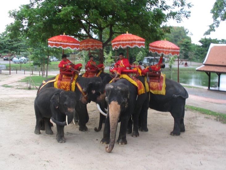 Elephants Waiting Around, Ayutthaya, Thailand
