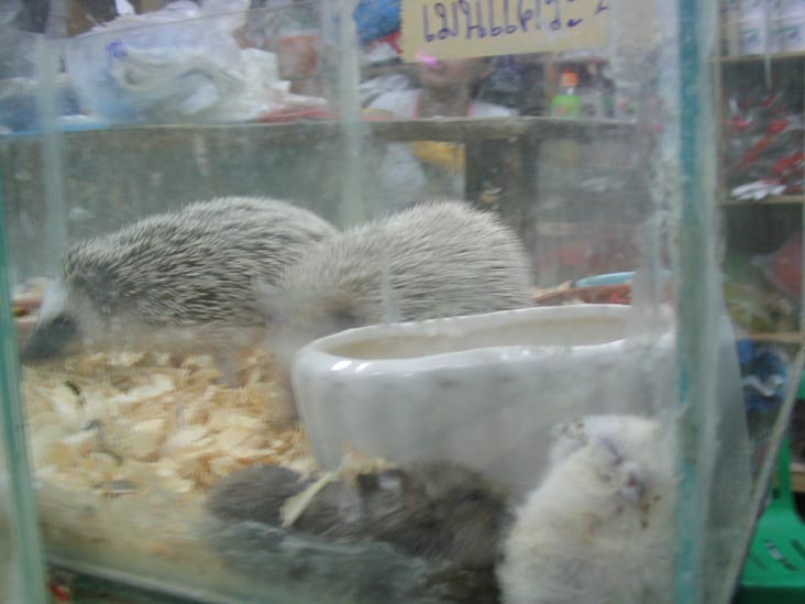 Hedgehogs, Chatuchak Weekend Market, Bangkok, Thailand