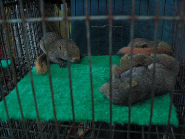 Squirrels, Chatuchak Weekend Market, Bangkok, Thailand