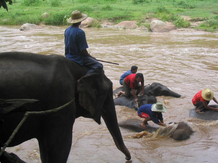 Elephants Washing in the Mae Taeng River, Mae Taeng River Valley, Chiang Mai Province, Thailand
