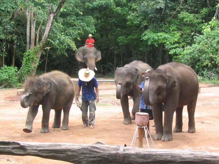Elephant Show, Mae Taeng River Valley, Chiang Mai Province, Thailand