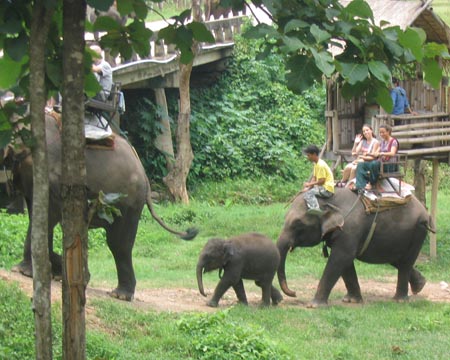 Elephant Ride, Mae Taeng River Valley, Chiang Mai Province, Thailand