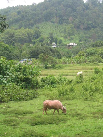 Water Buffalo, Elephant Ride, Mae Taeng River Valley, Chiang Mai Province, Thailand