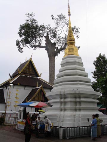 Chedi, Yang Tree, Wat Chedi Luang, Chiang Mai, Thailand